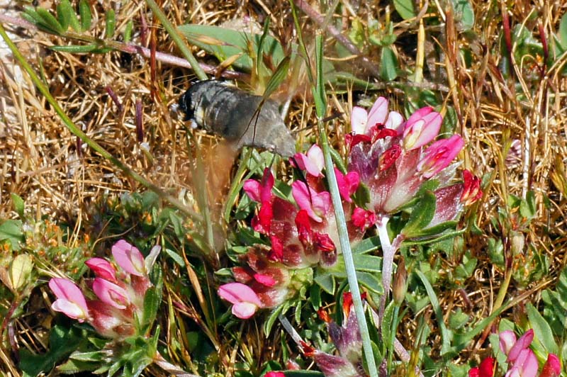 Farfalla colibr - Macroglossum stellatarum